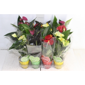 ANTHURIUM VARIADO P09