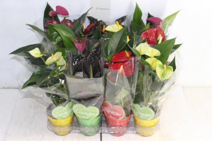 <h4>ANTHURIUM VARIADO P09</h4>