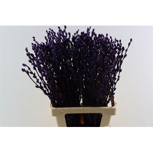 Salix Wilgenkatjes D. Lila 70cm P Stem