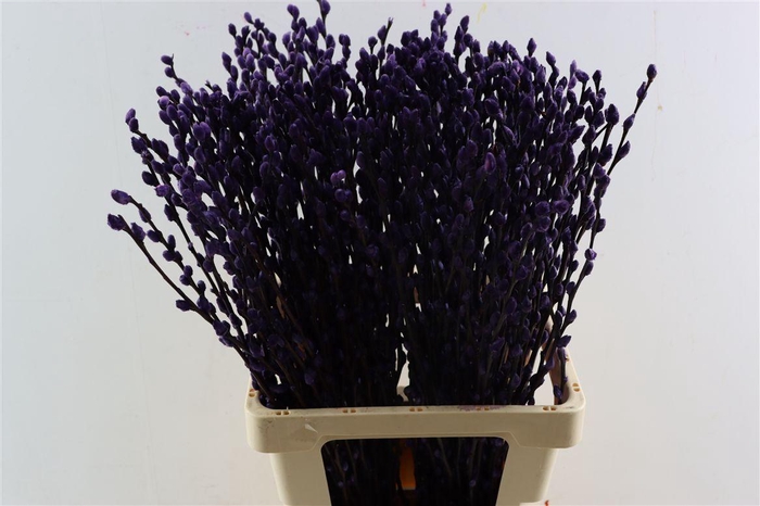 <h4>Salix Wilgenkatjes D. Lila 70cm P Stem</h4>