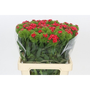 Dianthus Br Sweet Will Coral