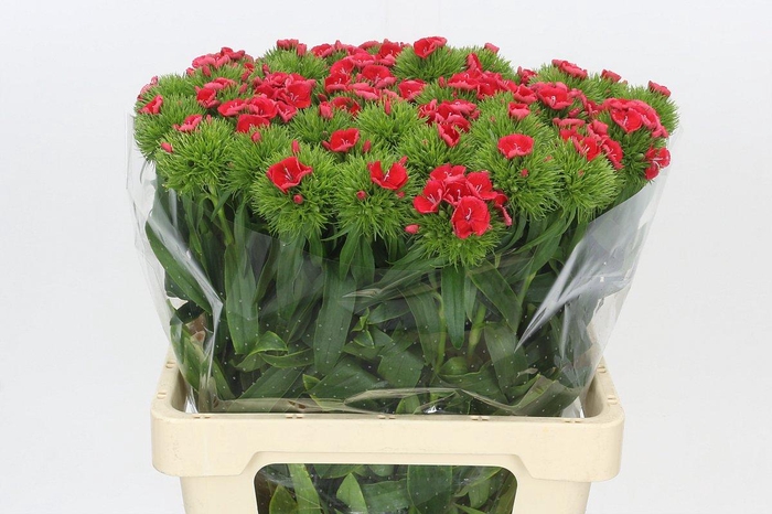 <h4>Dianthus Br Sweet Will Coral</h4>