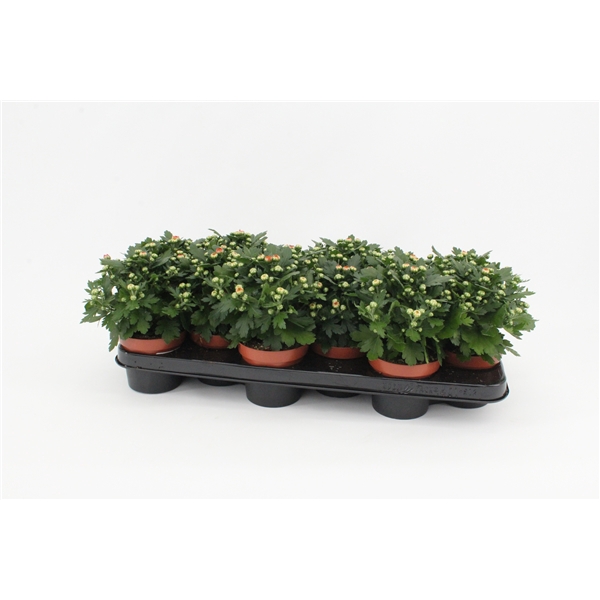 <h4>Chrysanthemum Gardenmum Orange</h4>