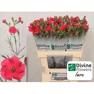 Dianthus tr Solomio Imre
