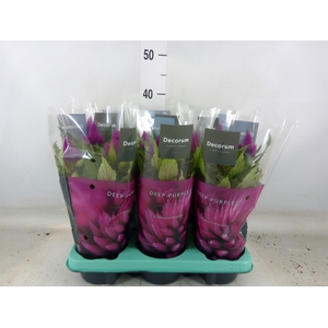 Celosia spic. 'Deep Purple'
