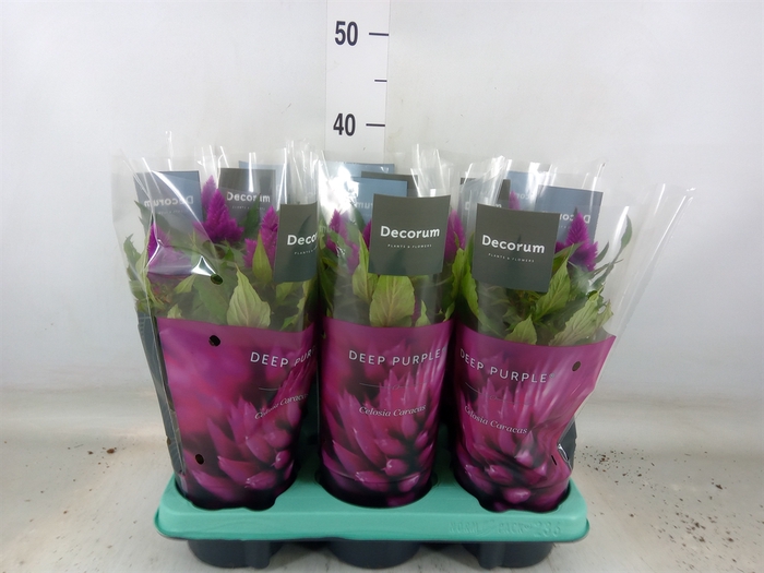 <h4>Celosia spic. 'Deep Purple'</h4>