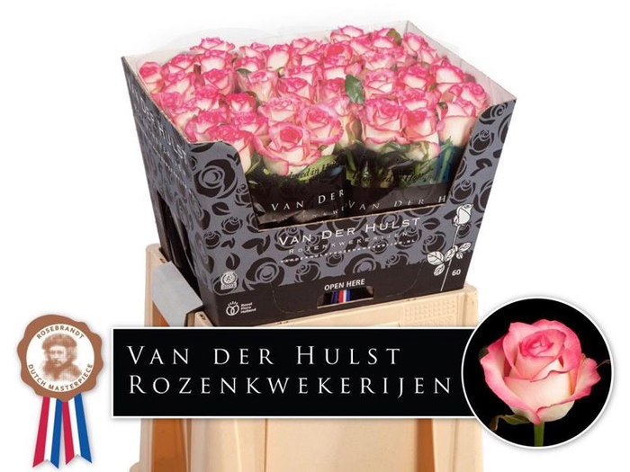 <h4>R Gr Jumilia Hulst</h4>
