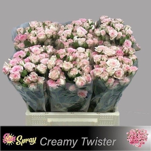Rosa spray creamy twister