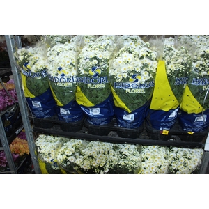 CRISANTEMO BOLA BELGA P20 BRANCO