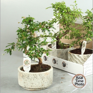 BONSAI GEM