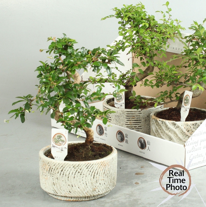 <h4>BONSAI GEM</h4>