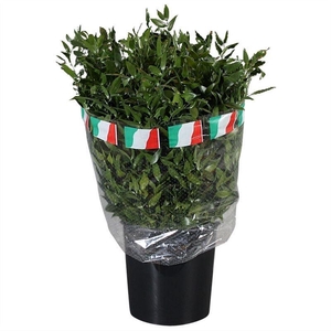 Ruscus aculeatus   .../bos