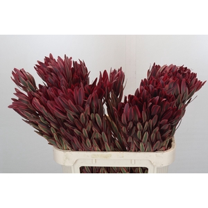 Leucadendron Jester