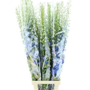 Delphinium Aurora Blue Super