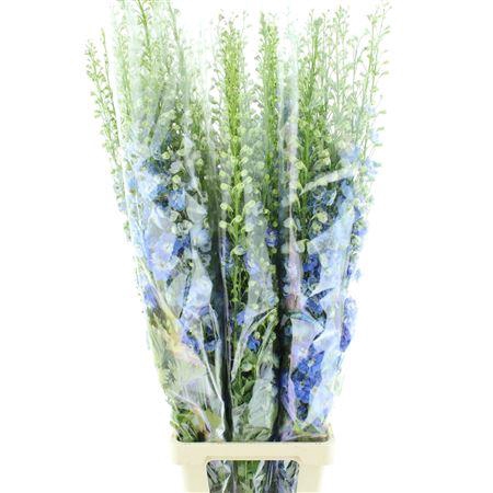 <h4>Delphinium Aurora Blue Super</h4>