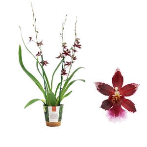 Inca Cambria Barrocco Red 3 spike in Jungle cover