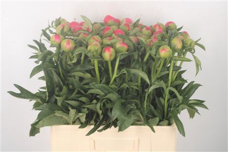 <h4>Paeonia L Coral Sunset</h4>