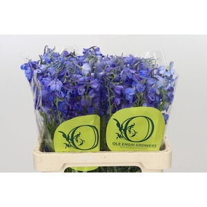 Delphinium Oriental Blue