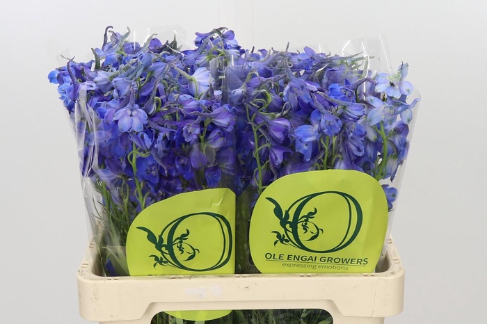 <h4>Delphinium Oriental Blue</h4>