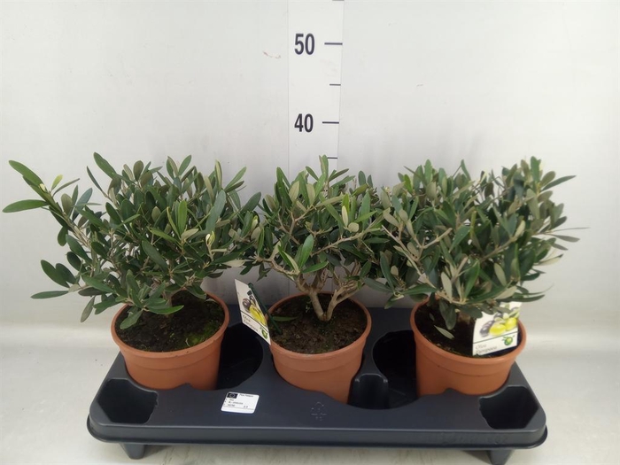 <h4>Olea europaea</h4>