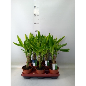 Dracaena frag.   ...mix 3