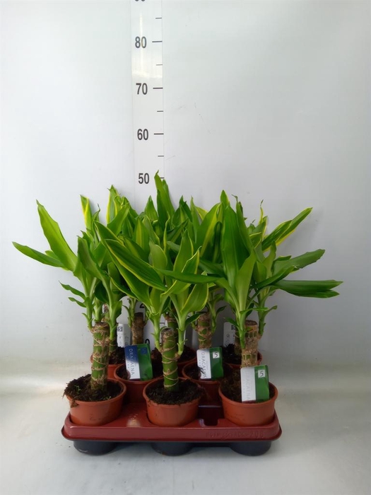 <h4>Dracaena frag.   ...mix 3</h4>