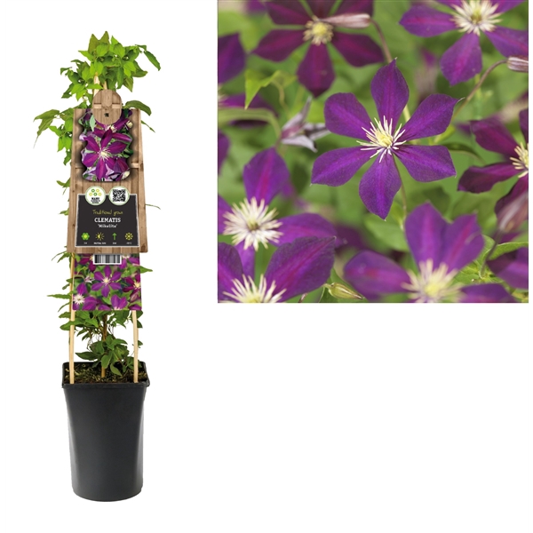 <h4>Clematis 'Mikelite' 3.0 label</h4>