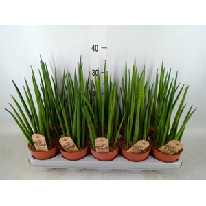 Sansevieria bacularis