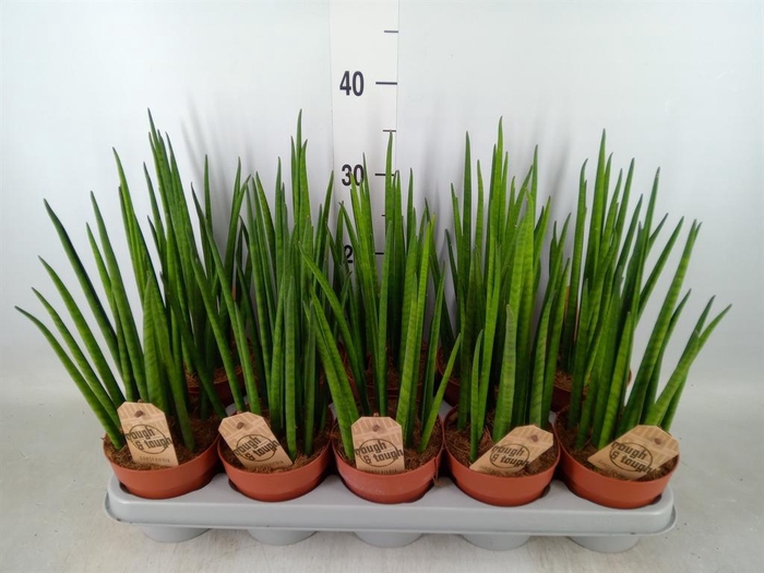 <h4>Sansevieria bacularis</h4>