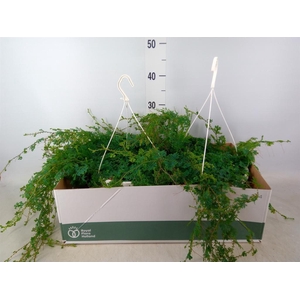 Selaginella uncinata 'Peacock'