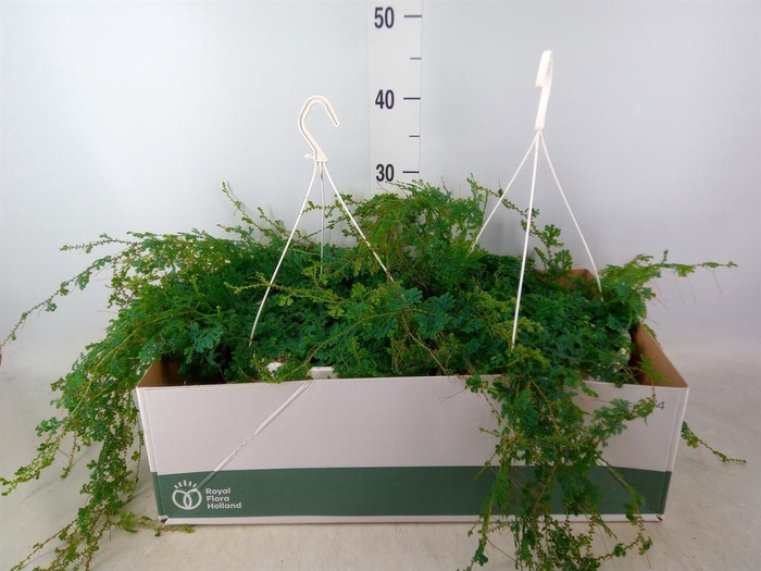 <h4>Selaginella uncinata 'Peacock'</h4>