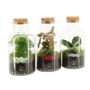 Arr.   Planten L%
