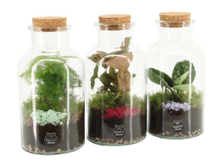<h4>Arr.   Planten L%</h4>