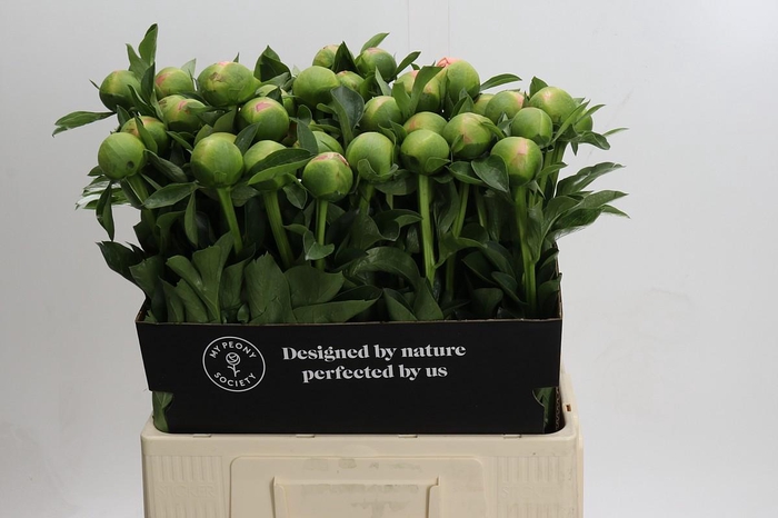 <h4>Paeonia Kingsday</h4>