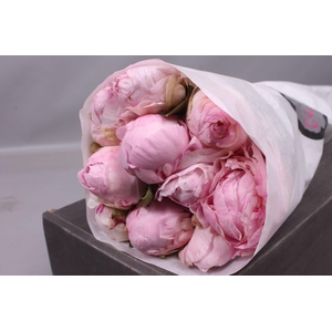 Paeonia Nancy Nora | Heavy Quality