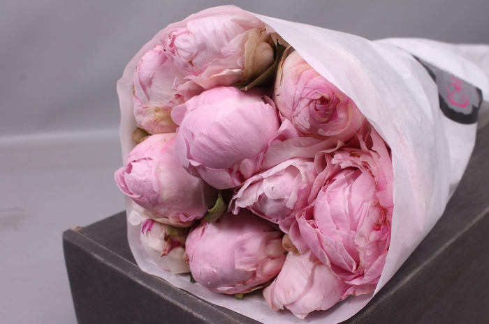 <h4>Paeonia Nancy Nora | Heavy Quality</h4>