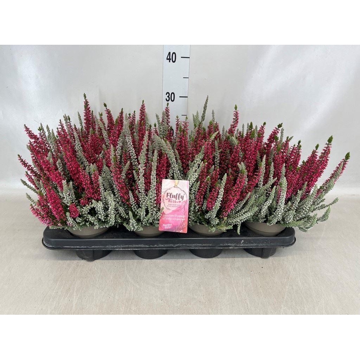 <h4>Calluna vulg. 'Garden G Fluffy'</h4>