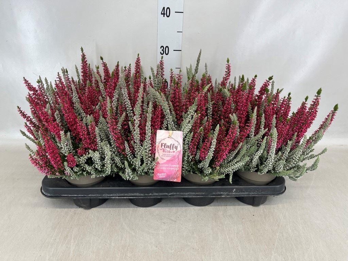 Calluna vulg. 'Garden G Fluffy'
