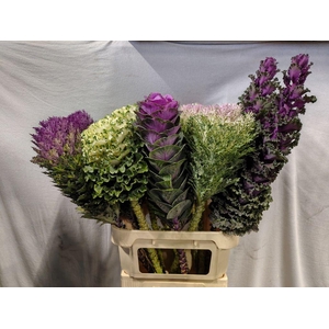 Brassica mix exlusive BIG !!!!!!!