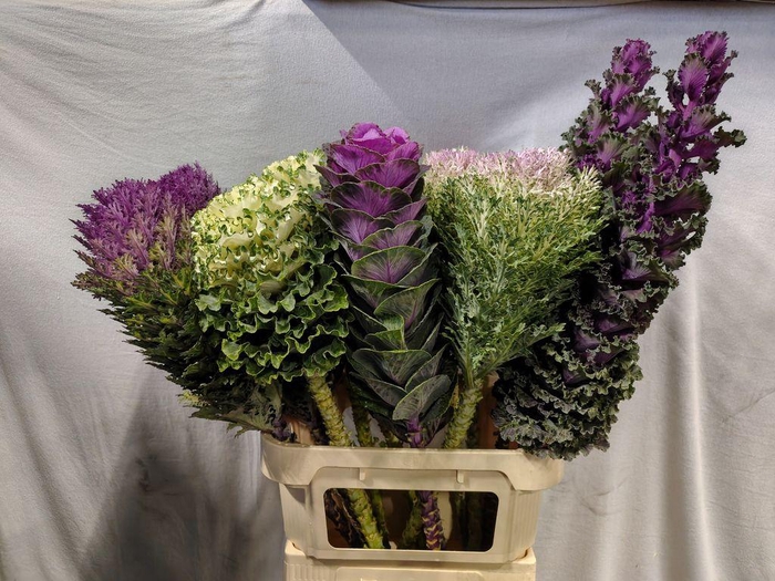 <h4>Brassica mix exlusive BIG !!!!!!!</h4>