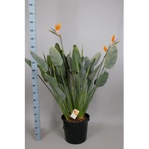 Strelitzia reg.