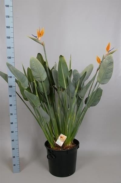 <h4>Strelitzia reg.</h4>