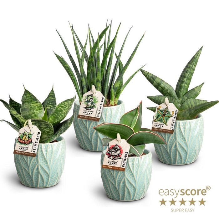 <h4>Leaf Ocean, Dwarf Collection</h4>