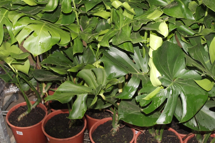 MONSTERA DELICIOSA P23