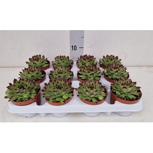 Sempervivum   ...