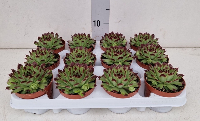 <h4>Sempervivum   ...</h4>