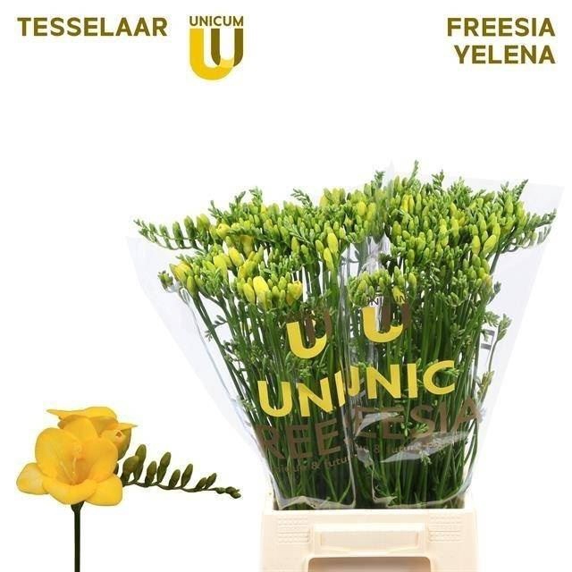 <h4>Freesia enk Yelena</h4>