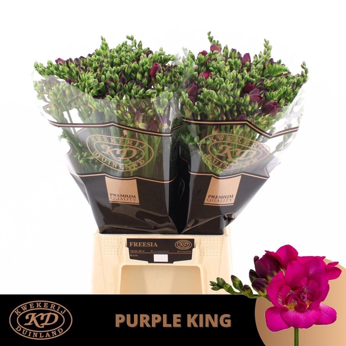 <h4>Fr Du Purple King</h4>