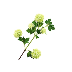 Viburnum Green