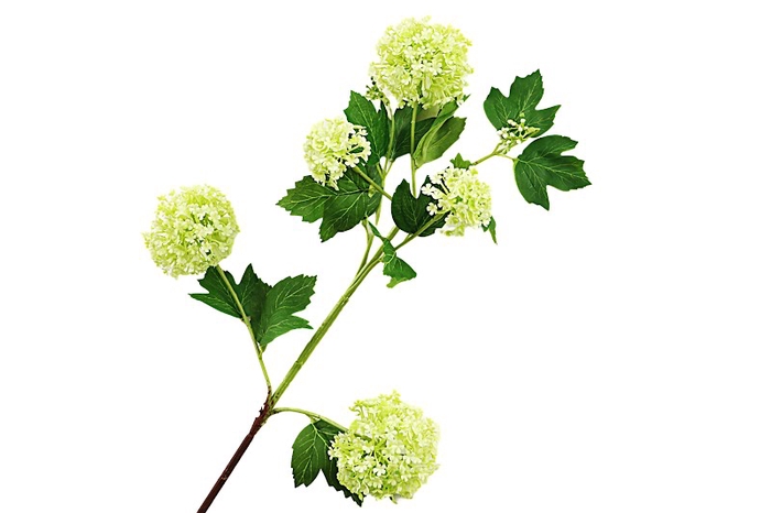 <h4>Viburnum Green</h4>